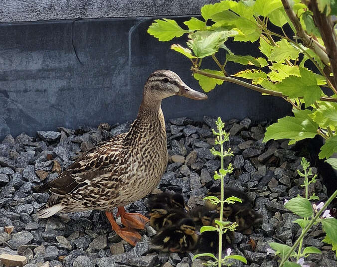 Ente mit sieben Küken